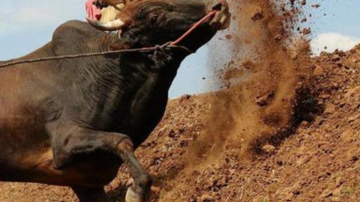 Walking the talk on Jallikattu