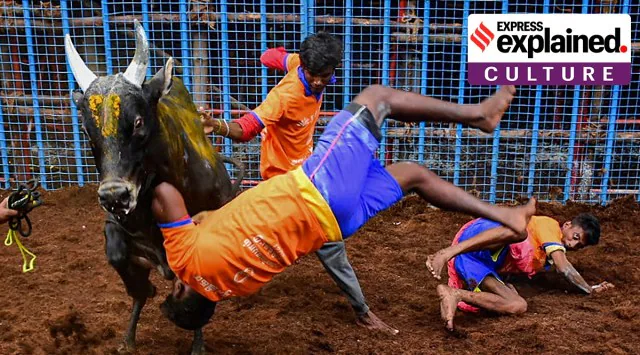 Explained: As Jallikattu begins, recalling the cultural argument for an ancient tradition